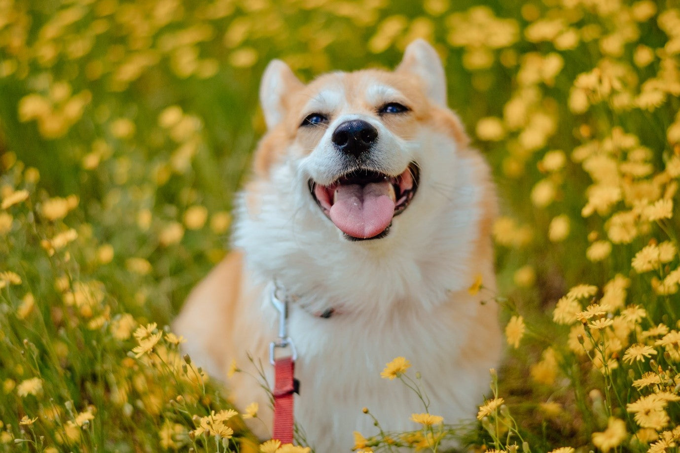 5 Common Ways Dogs Develop Allergies & How to Manage Them – Petterati.com - Can Dogs Develop Allergies To Ryegrass