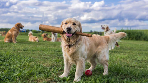 How to Protect Your Dog from Summer Troubles and Keep Them Comfortable