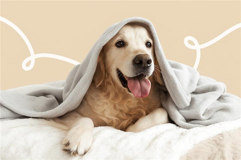 10 Winter Care Tips for Dog Parents: Keeping Your Furry Friend Cozy & Healthy