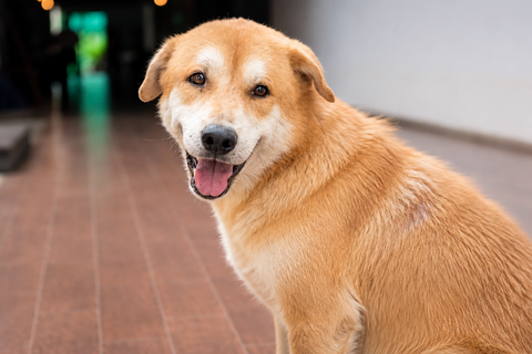 Why does my dog have flaky skin? 7 reasons vets want you to know