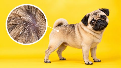 Dog Dandruff Shampoo: How to Use It and How Long Until the Flakes Stop