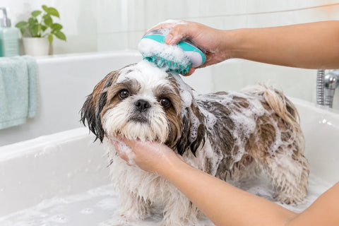 Dog Grooming Kit at Home: Everything You Need for a Salon-Style Bath