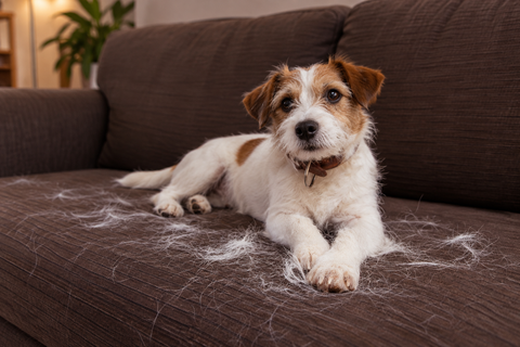 Dog Hair Fall Shampoo: How to Choose One That Actually Works