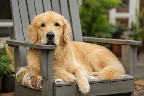 Why Is My Golden Retriever Losing So Much Hair? 7 Causes Explained