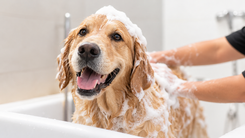 Bath Time as a Training Tool: Building Calm Handling in Puppies and Reactive Dogs
