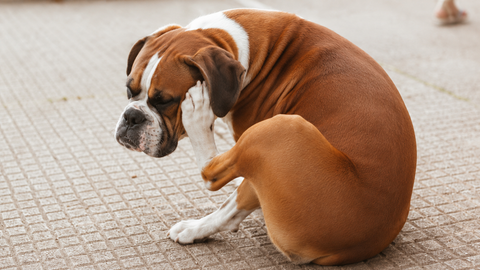 How to Build a Weekly Grooming Routine for Dogs With Sensitive Skin