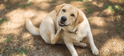 Itchy Dog Home Care: 9 Mistakes That Make Scratching Worse