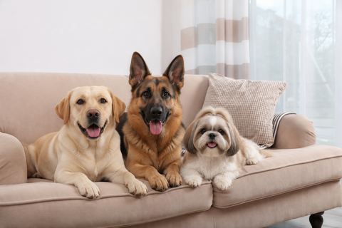 The Difference Between Odour Neutralising and Fragrance-Based Dog Shampoo: Which One is Right for Your Pet?