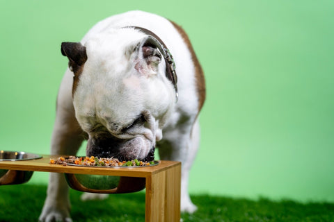 Prebiotics and Probiotics: Promoting Gut Health In Dogs
