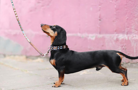 Walking in Sync: A Step-By-Step Guide To Dog Leash Training