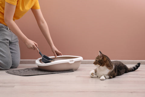 Litter Box Training: A Step-by-Step Guide to Teaching Your Cat to Use the Litter Box