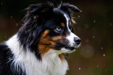 How to Care for Your Dogs During Monsoon: 8 Essential Tips