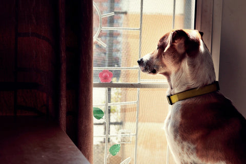 Separation Anxiety in Dogs: Understanding, Identifying, and Managing It