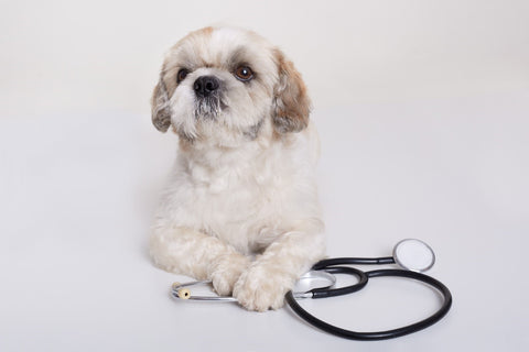 Why You Should Take Your Pets to the Vet Periodically