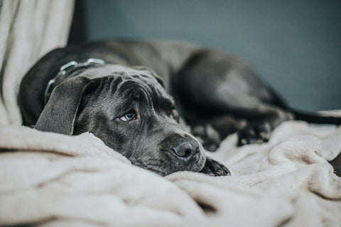 7 Effective Ways to Care for Dogs with Weak Digestion