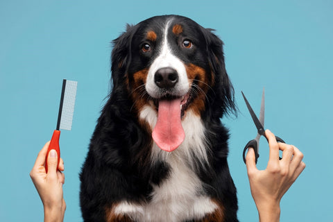 How to Demat Your Dog's Fur Without Hurting Them?