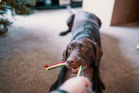 How to Train Your Dog to Drop an Object: A Step-by-Step Guide