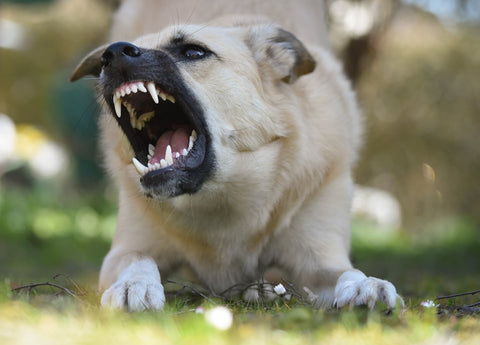 5 Common Dog Behavioral Issues and Solutions