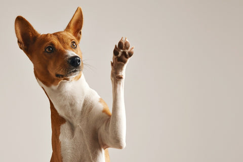 How to Keep Your Dog’s Paws and Nails Healthy and Happy