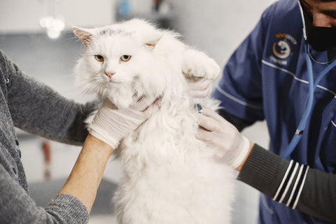 Vaccinations For Cats: Protecting Cat's Health