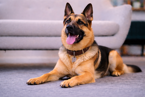 How to Bathe a Dog at Home: Step-by-Step Guide