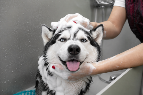 Why pH Optimized Dog Shampoo Matters More Than You Think
