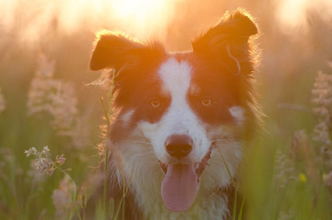 Summer Care: 5 Essential Tips for Keeping Your Pets Cool & Comfortable