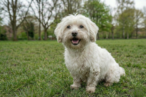 How I Reduced Knots and Rough Fur with the Right Dog Coat Conditioner