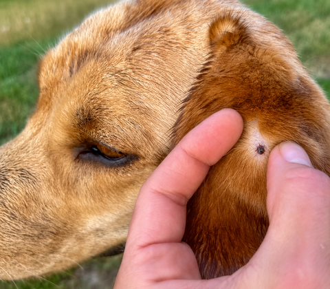 Tick Fever in Dogs in India: Symptoms, Treatment & How to Protect Your Dog This Monsoon