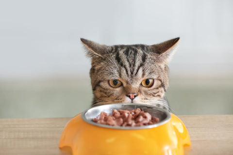 Why Cats Need Meat In Their Diet: 6 Compelling Reasons