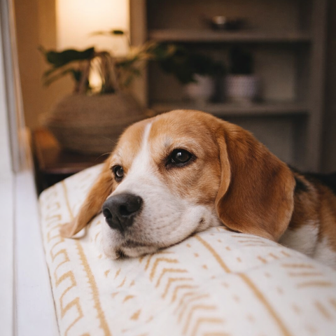 Why Your Dog Still Has Ticks After a Bath: The Real Problem With Most Flea Shampoos