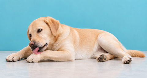 Why does my dog have flaky skin? 7 reasons vets want you to know